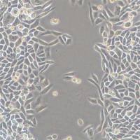 细胞划痕实验服务