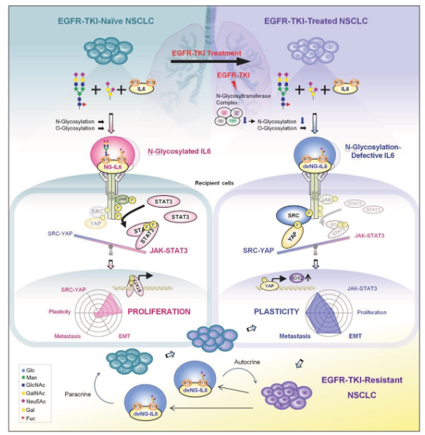 image.png 国立成功大学团队揭示糖基化缺陷的IL-6调控肺癌进展及耐药的新机制