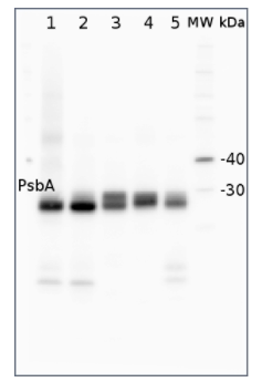 PSII的PsbA|D1蛋白,C端(兔抗体)(类囊体膜标记物)促销优惠，助力科研前行