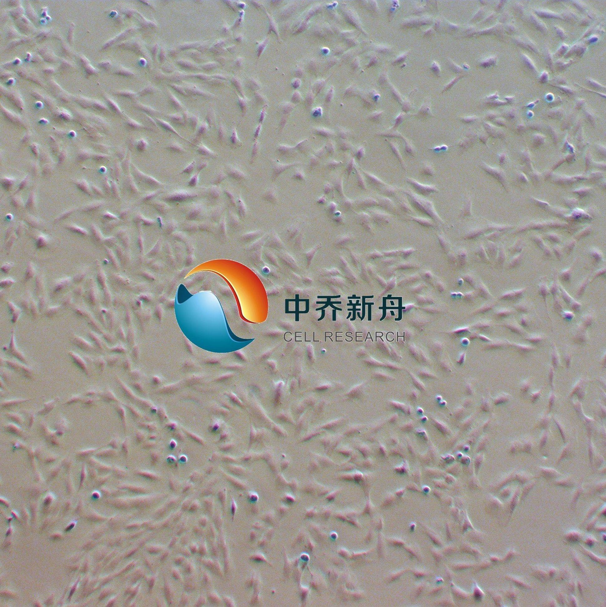 人星形胶质细胞-永生化