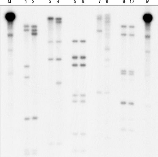 Cytiva 即用型DNA标记磁珠(-dCTP) 快速可靠标记 即用型DNA标记