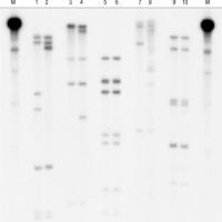 即用型 DNA 标记磁珠 (-dCTP)