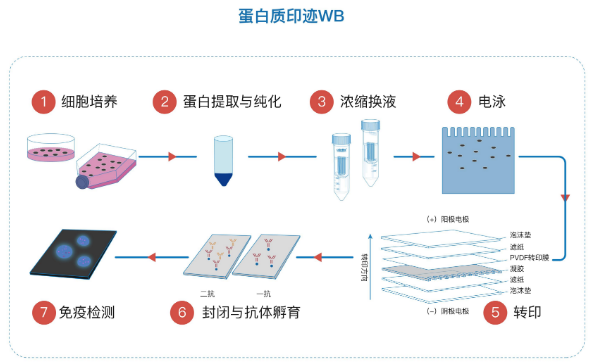 免疫印迹试验(WB)实验常见问题处理方法