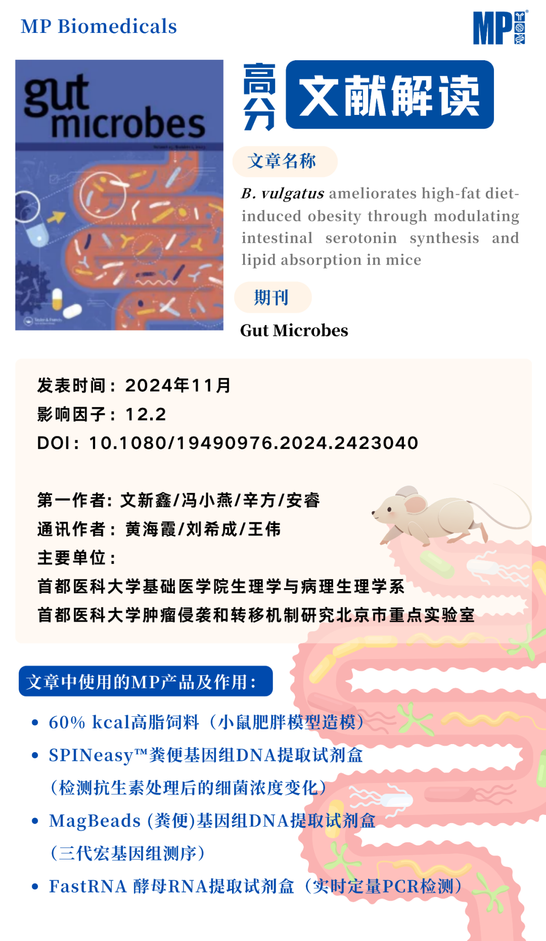 【文献解读】B. vulgatus通过调节小鼠肠道血清素合成和脂质吸收来改善高脂肪饮食诱导的肥胖