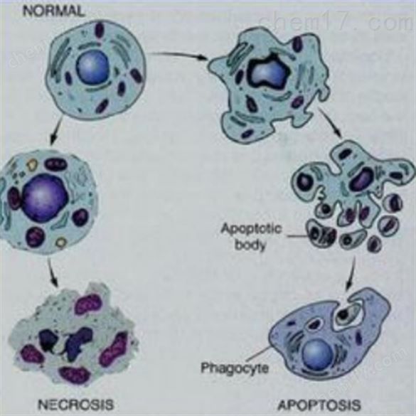 细胞凋亡实验服务