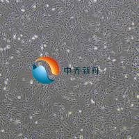 小鼠心肌成纤维细胞-永生化 送完培