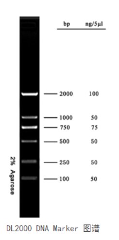 DL10000 DNA Marker，0.09 mg/mL，