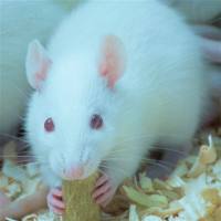 动物行为学实验