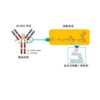 Patritumab deruxtecan/HER3-DXd  2227102-46-5   靶向