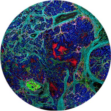 人肿瘤免疫 IMC PANEL,31 种抗体