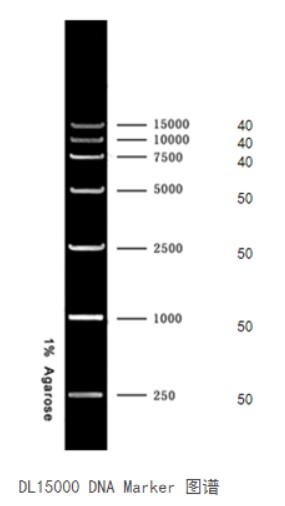 DL15000 DNA Marker，0.064mg/mL，