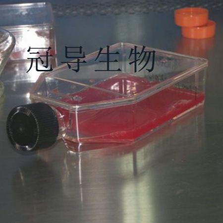 293[HEK-293] Cells#人胚肾复苏细胞保种库|赠送STR图谱