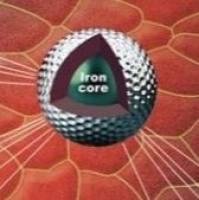 负载中和抗体（nAb）的Fe3O4纳米粒被PEG修饰