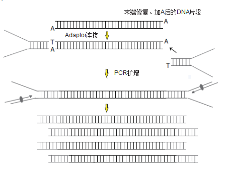 二代测序多样本接头引物试剂盒 I，for Illumina，