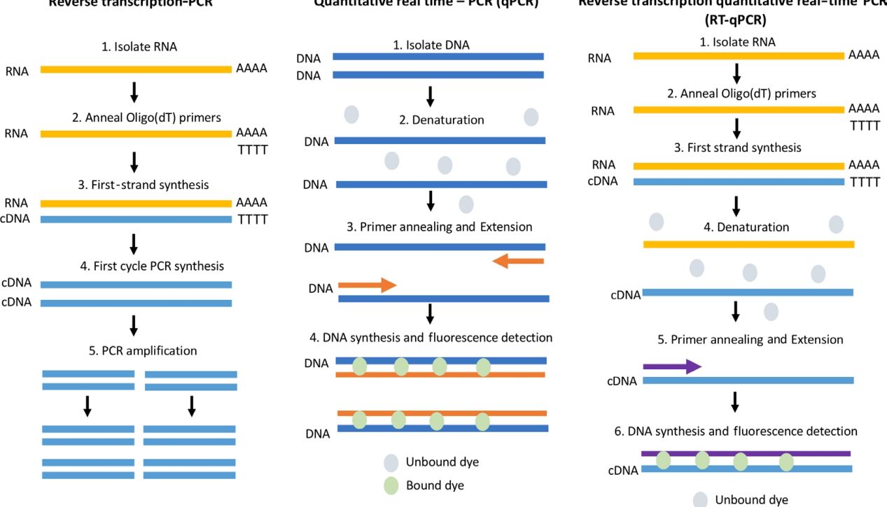 RCR、RT-PCR、qPCR、RT-qRCR傻傻分不清？