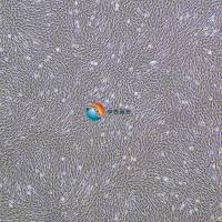 大鼠肺成纤维细胞-永生化