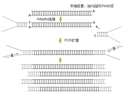 二代测序多样本接头引物试剂盒 II(Illumina),阿拉