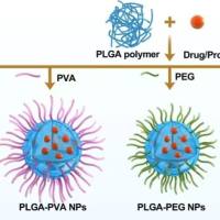 PLGA纳米颗粒包封抗PD-1肽（APP）和中空金纳米壳（HAuNS）