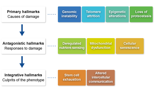 抗衰老化合物库,阿拉丁