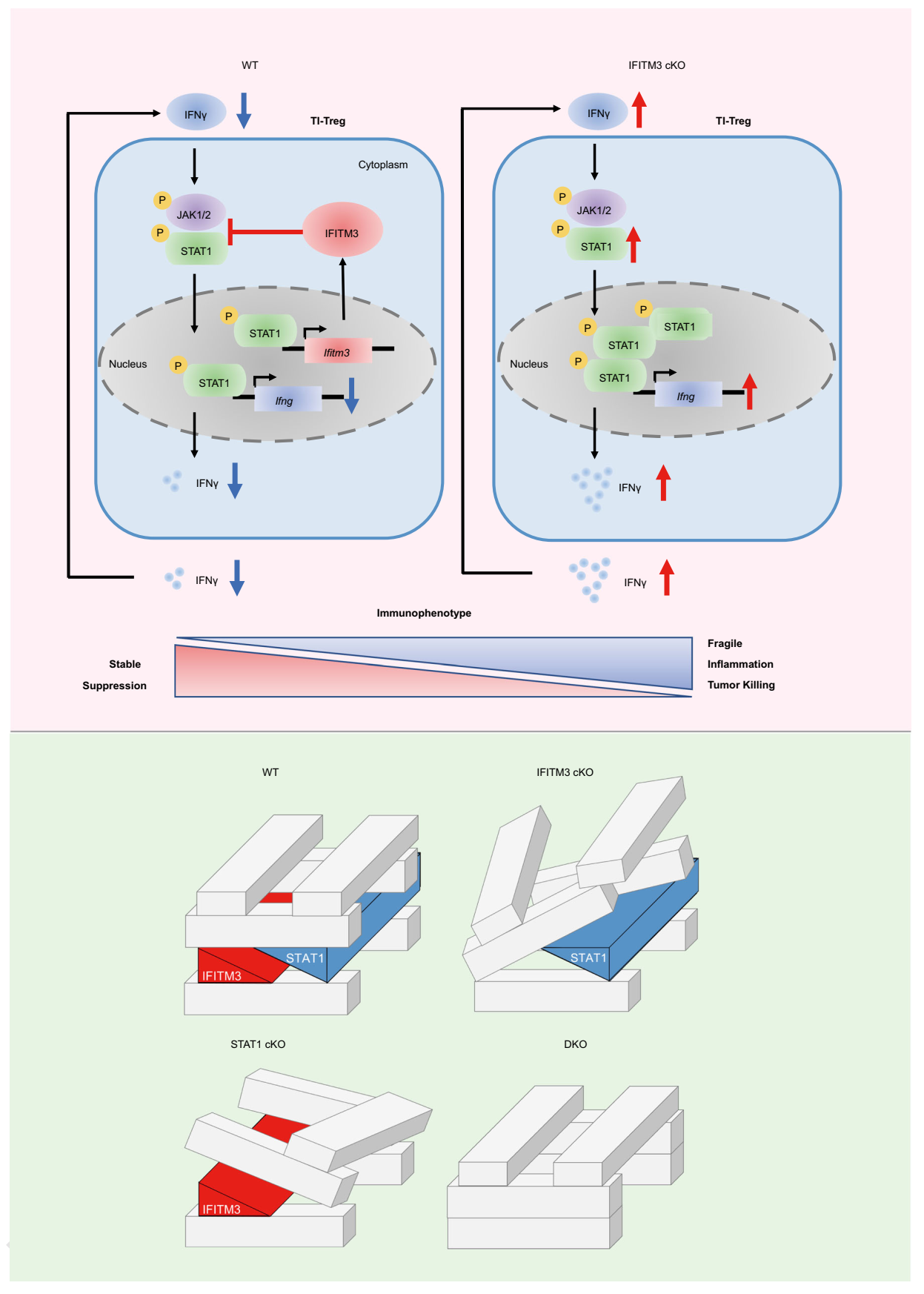 肿瘤浸润Treg细胞中负反馈环路调节免疫抑制功能的新机制