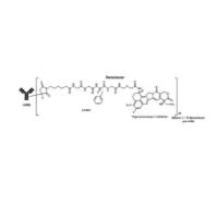 Trastuzumab deruxtecan  1826843-81-5  ADC(Antibody-Drug Conjugate）  抗 HER2抗体-活性分子偶联物 