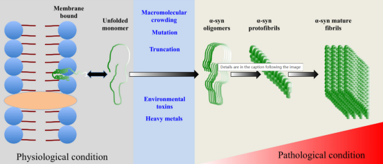 StressMarq产品推荐—1型Alpha突触核蛋白原纤维