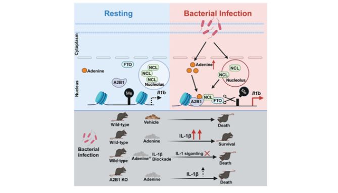 Cell Metabolism | 曹雪涛团队揭示核腺嘌呤激活 hnRNPA2B1 增强抗菌免疫新路径
