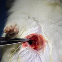 急性肺损伤动物模型