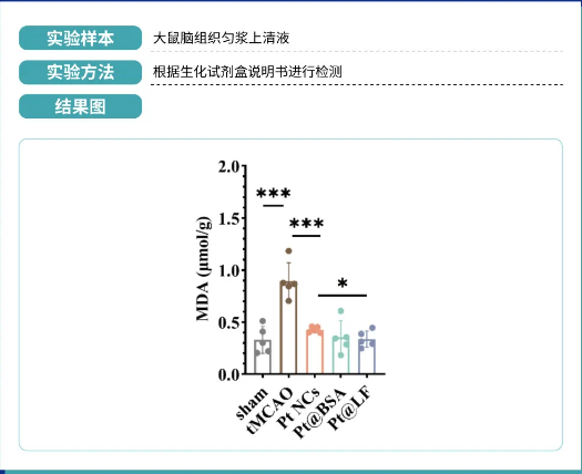 用于缺血性脑卒中神经保护治疗中的深度缺血穿透和铁死亡抑制的仿生纳米马达