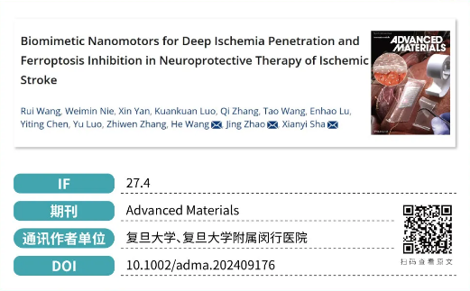 用于缺血性腦卒中神經(jīng)保護治療中的深度缺血穿透和鐵死亡抑制的仿生納米馬達