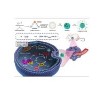 负载氯尼达明（LND）的GSH消耗脂质体纳米颗粒被RGD修饰