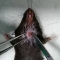 肺纤维化动物模型