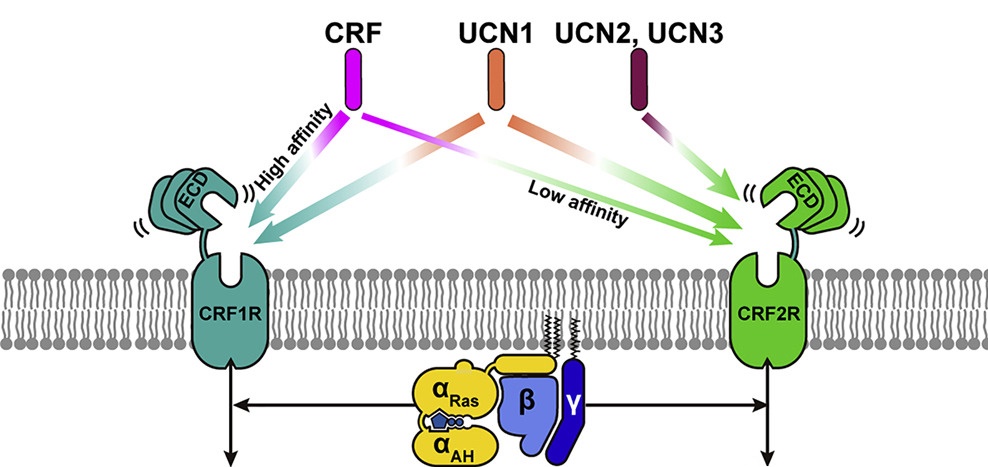 CRF受体：焦虑、抑郁与心血管疾病的潜在药物靶点