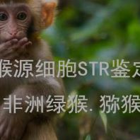 猴源细胞STR鉴定