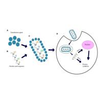 辰辉创聚生物Nebulabio提供多种转染试剂