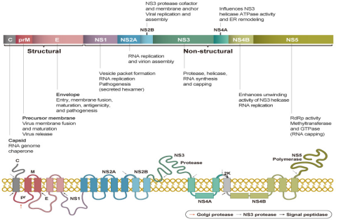 GeneTex病毒抗体合集（二）
