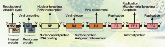 GeneTex优势抗体推荐——流感病毒抗体