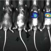活体检测丨小动物活体成像实验