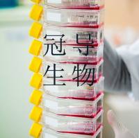 Saos-2 Cells#人成骨肉瘤复苏细胞保种库|赠送STR图谱