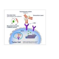 Telisotuzumab vedotin/ABBV-399   1714088-51-3 靶向 c-Met 的抗体-药物偶联物 (ADC)