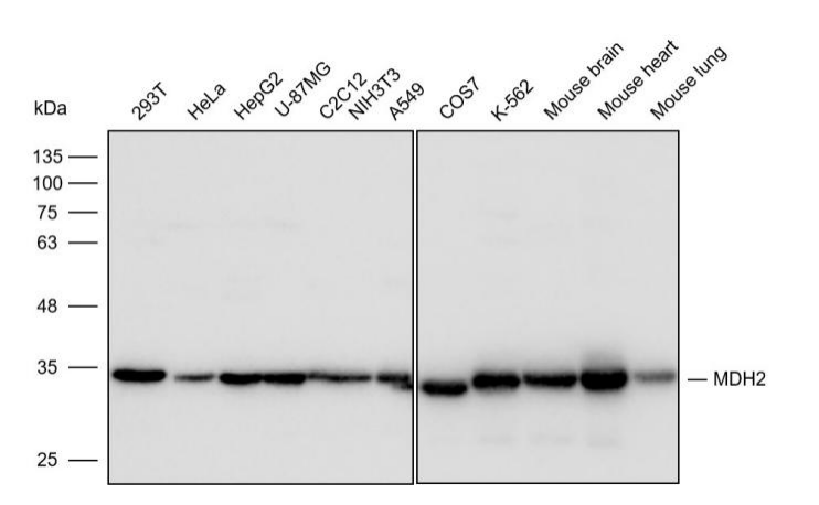 抗体产品星推荐第二十四期lAnti-MDH2 Polyclonal Antibody