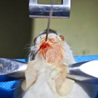 脑缺血再灌注模型