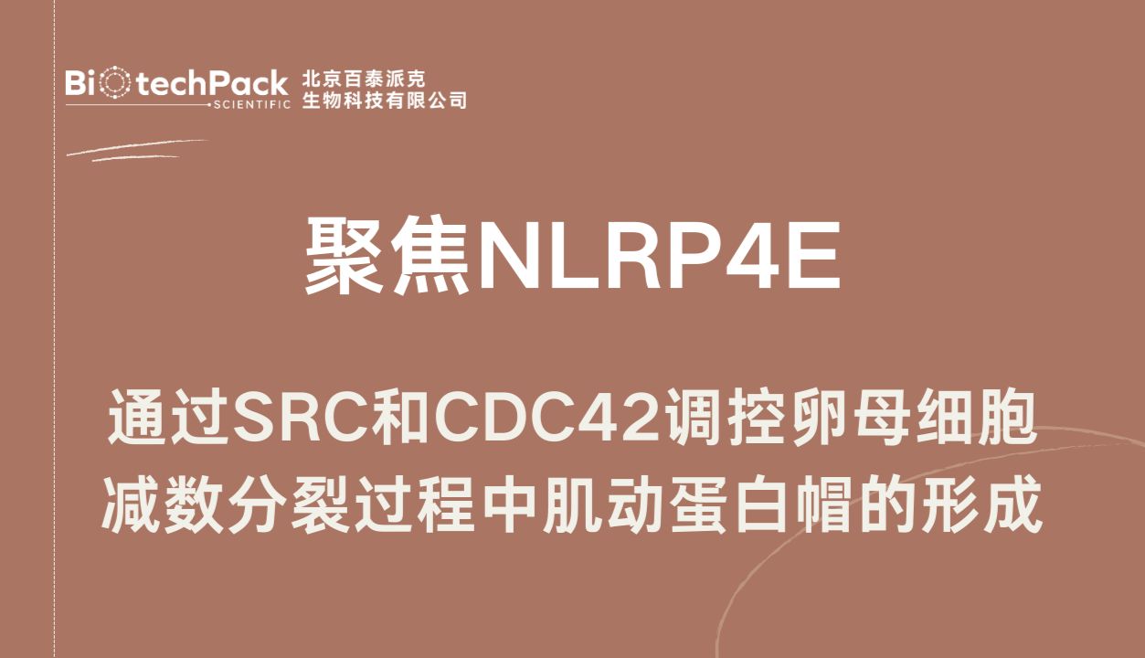 聚焦NLRP4E：通过SRC和CDC42调控卵母细胞减数分裂过程中肌动蛋白帽的形成