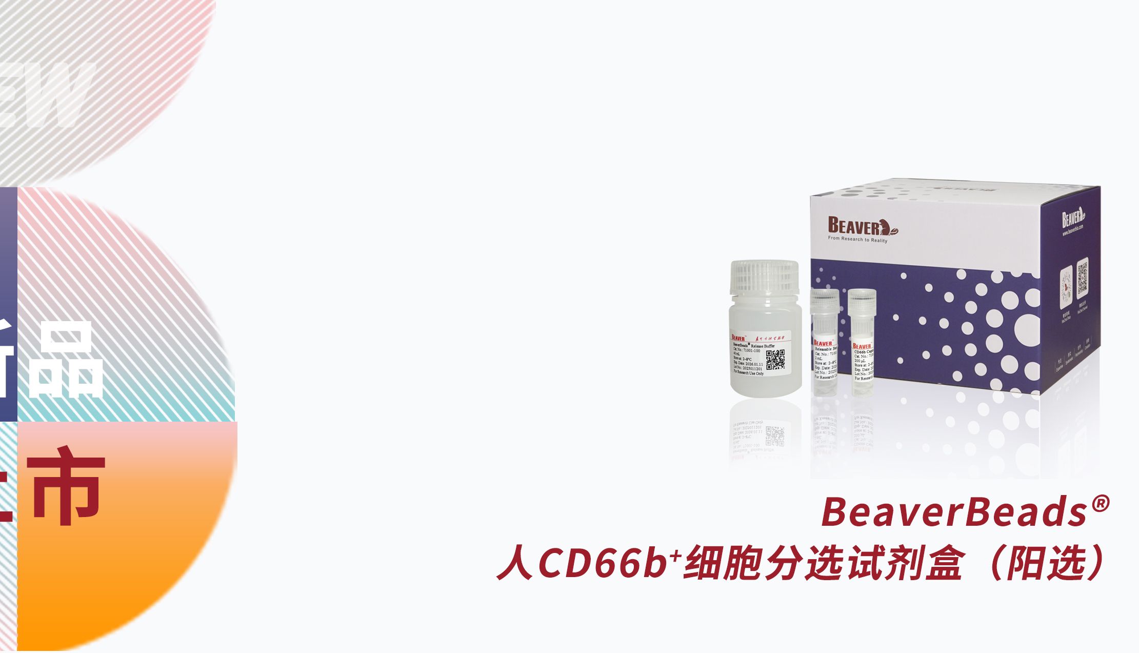 聚焦新品：BeaverBeads® 人CD66b+细胞分选试剂盒（阳选）发布