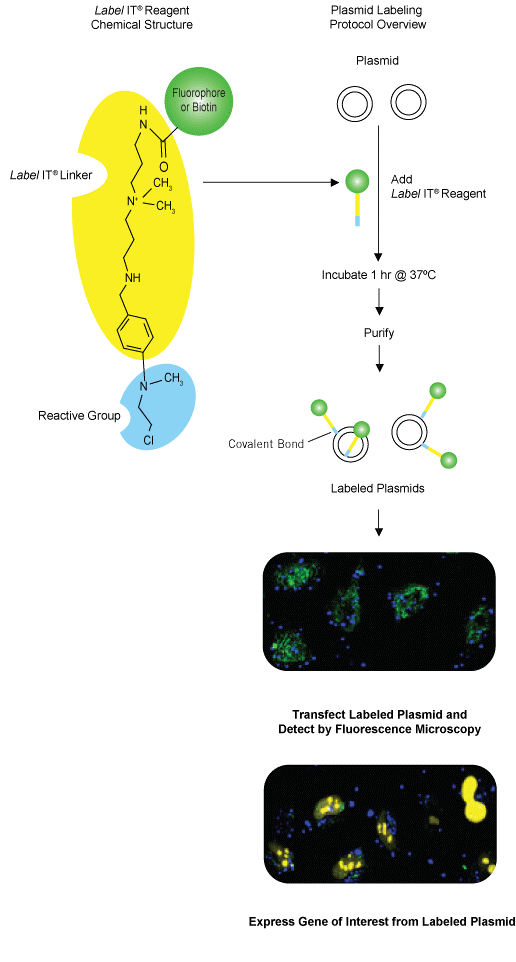 Label IT® Tracker™ Intracellular Nucleic Acid Localization Kits核酸定位试剂盒