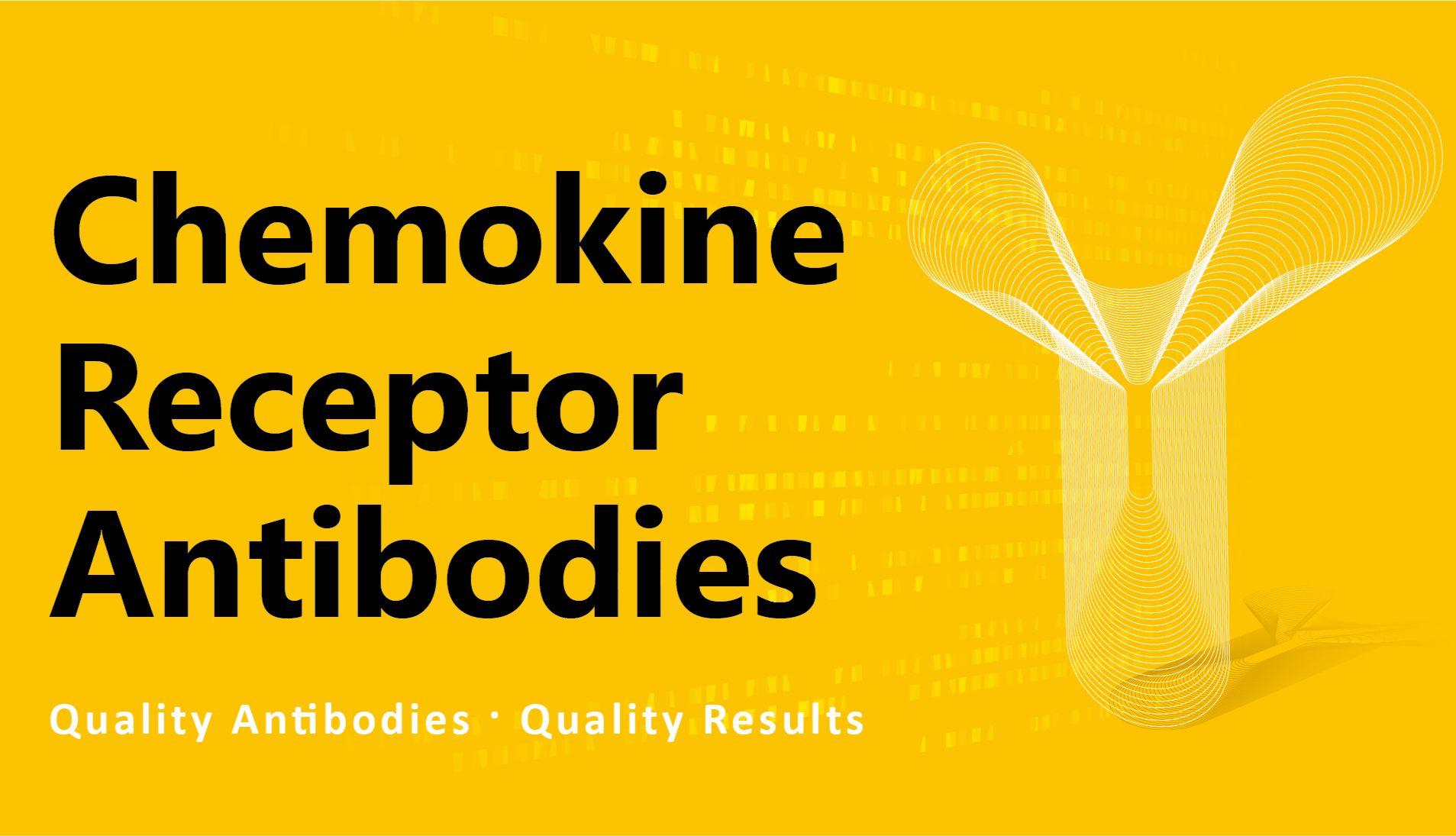 Chemokine Receptor Antibodies 趋化因子受体抗体