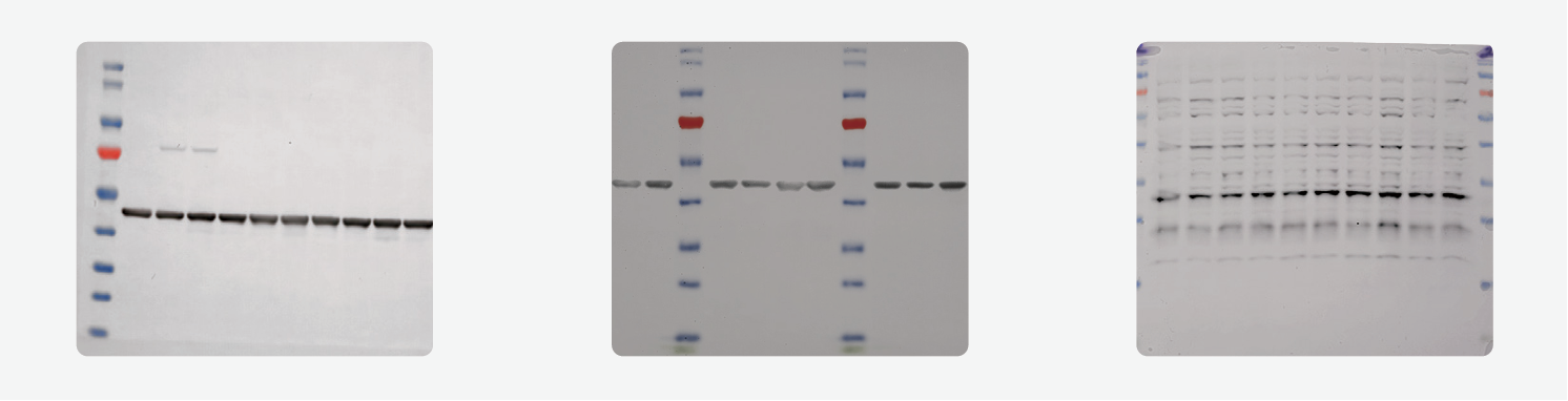 ChemiScope S7一体式超高灵敏化学发光成像仪