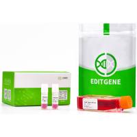 CD69基因敲除细胞(HEK293)