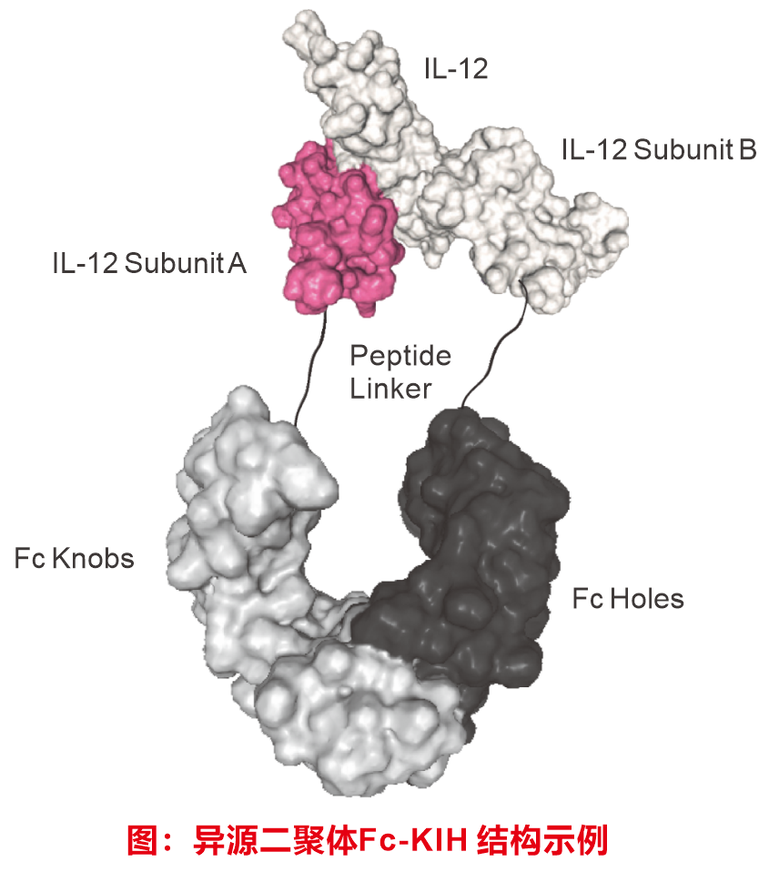 Adipogen公司InVivoKines™体内研究专用蛋白：超高活性和稳定性