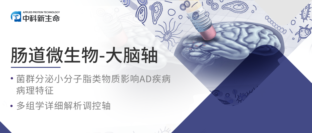 Cell Metab | 新发现！首都医科大学团队揭示肠道菌群可分泌脂类物质减轻阿尔茨海默病病理